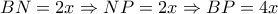 BN = 2x \Rightarrow NP = 2x \Rightarrow BP = 4x
