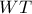 WT